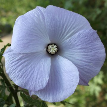 Alyogyne huegelii Santa Cruz - Blauer Hibiskus