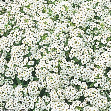 Strand-Silberkraut Snow Crystals (Samen) - Lobularia