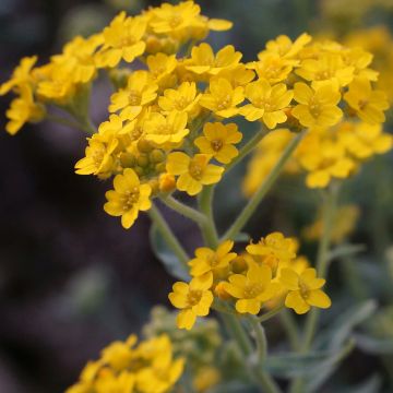 Alyssum argenteum - Silber-Steinkresse