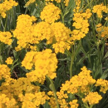 Alyssum saxatile Citrinum - Felsen-Steinkresse