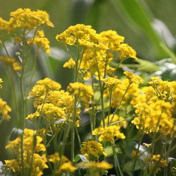 Alyssum saxatilis Goldkugel - Felsen-Steinkresse