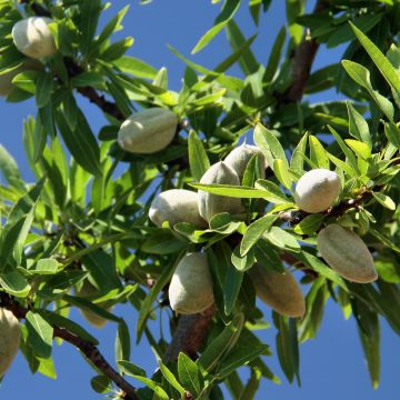 Mandelbaum Aï Bio - Prunus dulcis