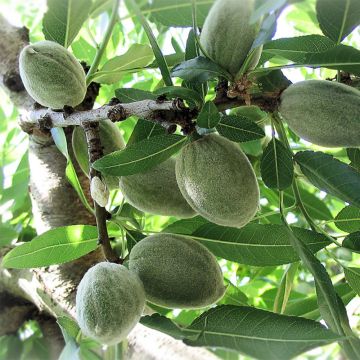 Mandelbaum Ferraduel - Prunus dulcis