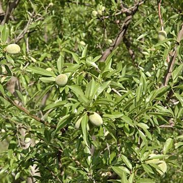 Mandelbaum Ferragnes - Prunus dulcis