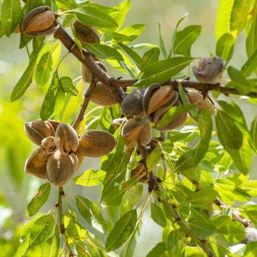 Mandelbaum - Prunus dulcis