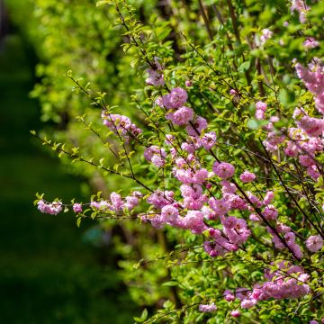 Mandelbäumchen - Prunus triloba