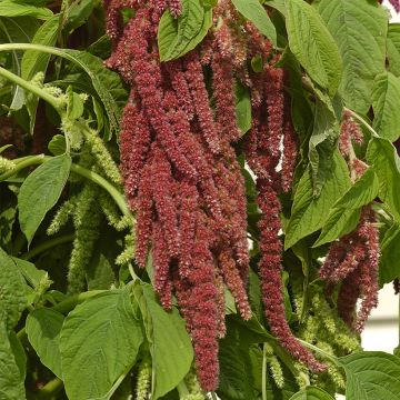 Amaranthus caudatus Coral Fountain (Samen) - Garten-Fuchsschwanz