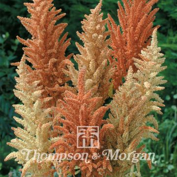 Amaranthus paniculatus Autumn Palette (Samen) - Garten-Fuchsschwanz