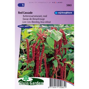 Amaranthus caudatus Red Cascade (Samen) - Garten-Fuchsschwanz