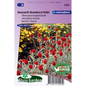 Gomphrena haageana Strawberry Fields (Samen) - Kugelamarant