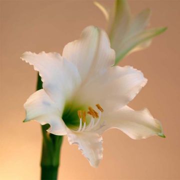 Hippeastrum Amputo - Ritterstern