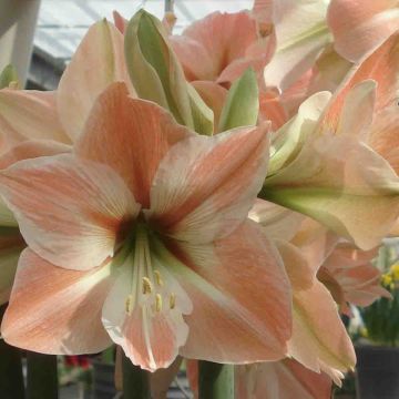 Hippeastrum Apricot Parfait - Ritterstern