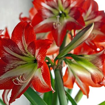 Hippeastrum Baby Star - Ritterstern