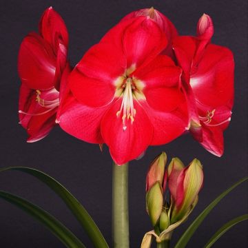 Hippeastrum Candy Cream - Ritterstern