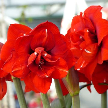 Hippeastrum Double King - Ritterstern