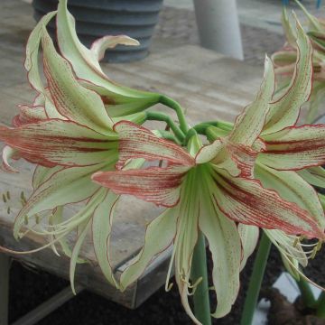 Hippeastrum Emerald - Ritterstern