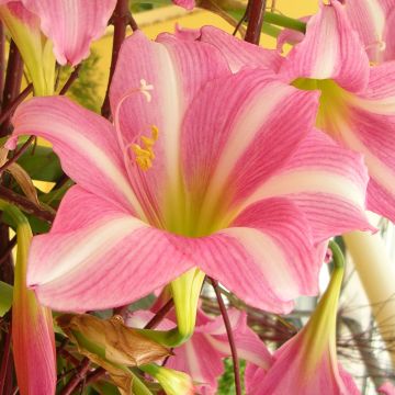 Hippeastrum Estella - Ritterstern