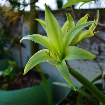 Hippeastrum Evergreen - Ritterstern