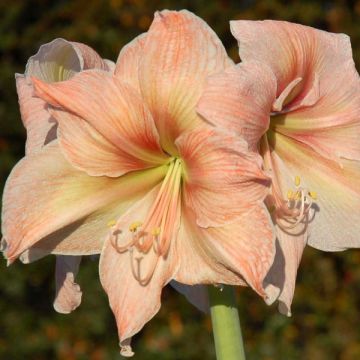 Hippeastrum Exotica - Ritterstern