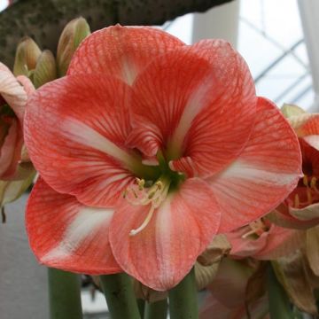 Hippeastrum Faro - Ritterstern