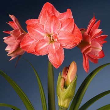 Hippeastrum Flamingo Amadeus - Ritterstern