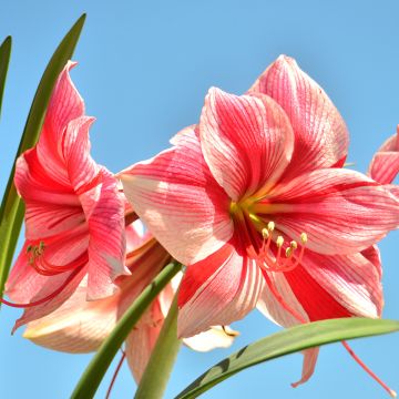 Hippeastrum Gervase - Ritterstern