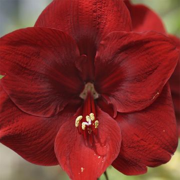 Amaryllis Grand Diva