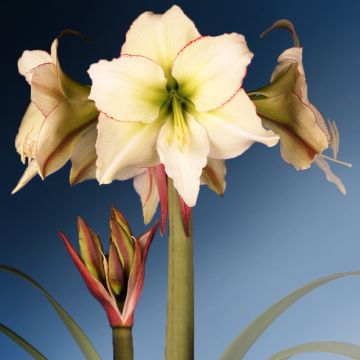 Hippeastrum Lemon Cream - Ritterstern