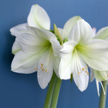 Hippeastrum Luna - Ritterstern