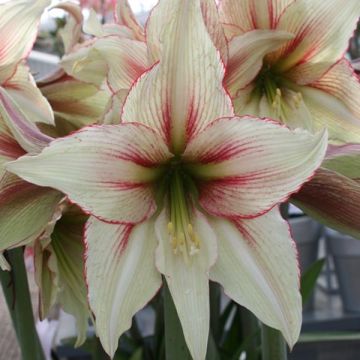 Hippeastrum Magic Green - Ritterstern