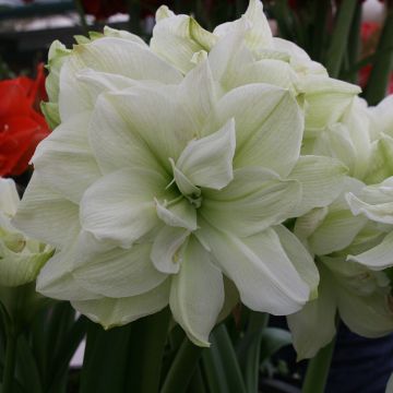 Hippeastrum Marilyn - Ritterstern