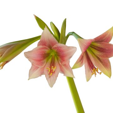 Hippeastrum Misty - Ritterstern