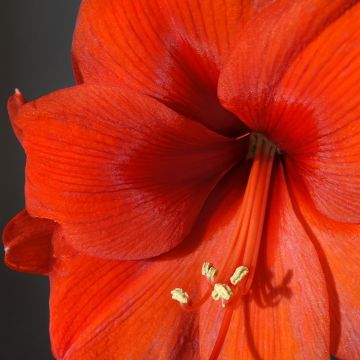 Hippeastrum Orange Souvereign - Ritterstern