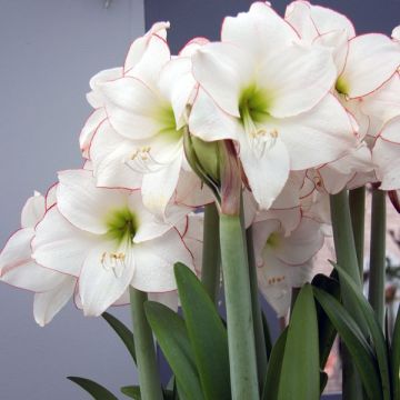 Hippeastrum Picotee - Ritterstern