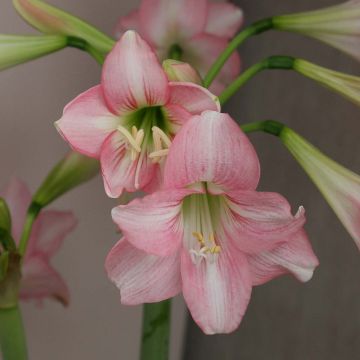 Hippeastrum Pink Rascal - Ritterstern