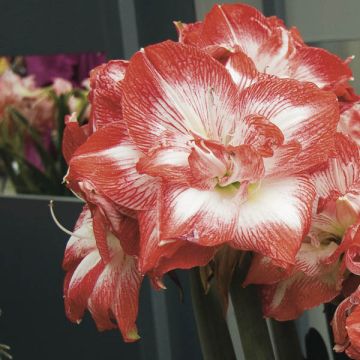 Hippeastrum Double Promise - Ritterstern