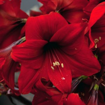 Hippeastrum Rapido - Ritterstern