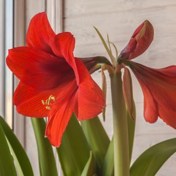 Amaryllis Red Lion