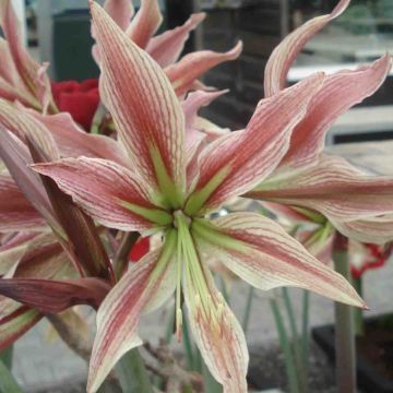 Amaryllis Rio Negro