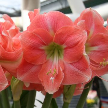 Hippeastrum Rosalie - Ritterstern