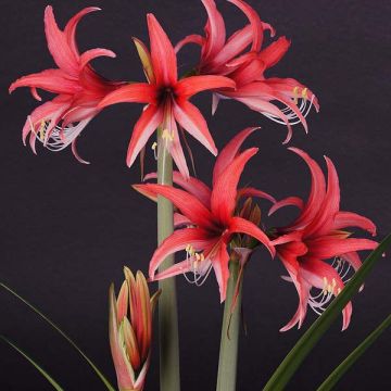 Hippeastrum Rose Cybister - Ritterstern