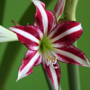 Hippeastrum Santiago - Ritterstern