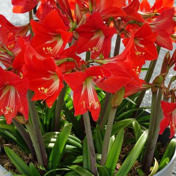 Hippeastrum Striped Garden - Ritterstern