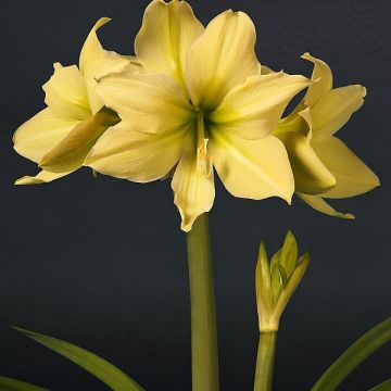 Hippeastrum Yellow Star - Ritterstern