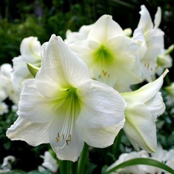 Amaryllis belladonna Ludwig Dazzler - Lis belladonne