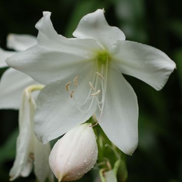 Amaryllis belladonna Alba - Belladonnalilie