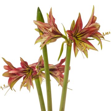 Hippeastrum Cybister Mystica - Ritterstern