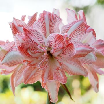 Hippeastrum Dancing Queen - Ritterstern