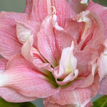 Hippeastrum Lady Jane - Ritterstern