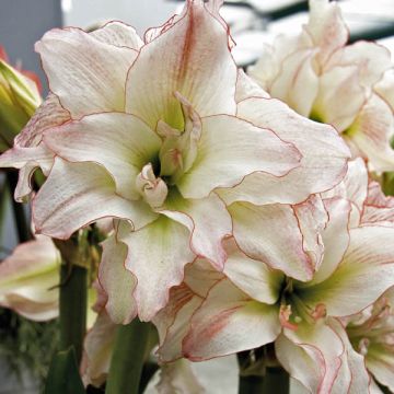 Hippeastrum Double Aphrodite (Birne) - Ritterstern